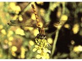 The dragonfly is found especially in the marshy lands north of the Sea of Galilee.